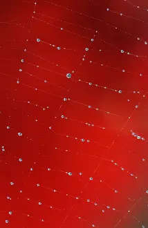 Web Spider Prints: Spider's Web with Dewdrops Print, North Rhine-Westphalia, Germany