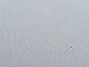 Images Dated 31st May 2024: Spider's web with dewdrops Print, near Leibnitz, Austria