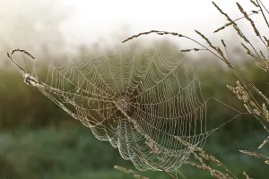 German Biosphere Reserve Prints: Spider's web with dewdrops on a blade of grass against the light