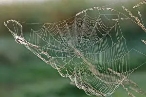 German Nature Reserve Photos Prints: Spider's web with dewdrops on a blade of grass against the light