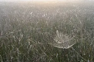Backlit Spider Web Prints: Spiderweb in the bog