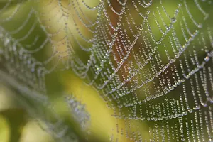 Morning Dew Europe Prints: Spiderweb covered with dew drops