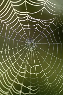 Autumn Mood Nature Scene Prints: Spiderweb with water drops