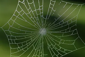 Autumn Mood Nature Scene Prints: Spiderweb with water drops