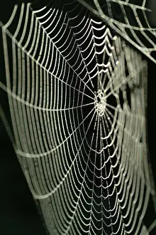 Autumn Spider Web Prints: Spiderweb with water drops