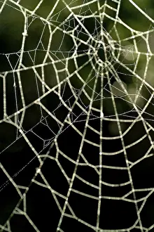 Autumn Spider Web Prints: Spiderweb with water drops