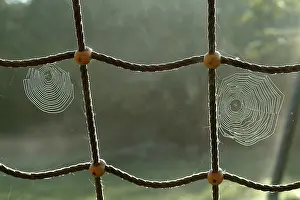 Web Spider Prints: Spiderweb with Water Drops Print