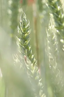 Close Up Grain Field Prints: Spike with back light