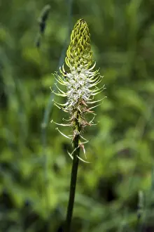 Bavaria Nature Scenes Prints: Spiked devil's claw (Phyteuma spicatum)