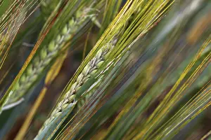 Grainfield Photography Prints: Spikes