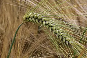 Cereal Crop Fields Prints: Spikes