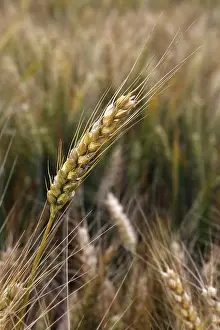 Grain Cultivation Prints: Spikes