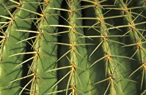 Prickly Cactus Prints: Spine cactus