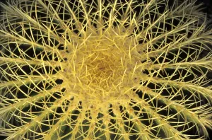Prickly Cactus Prints: Spine cactus