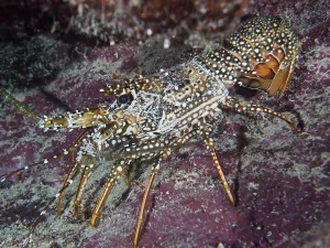 Lobster Prints: A Spiny Crayfish Print, John Pennekamp Coral Reef State Park
