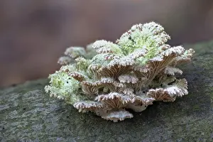 Northern Germany Mushrooms Prints: Split-leaved leaflet (Schizophyllum commune)