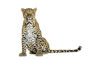 Big Cat Studio Shot Prints: Spotted leopard standing in front and facing at the camera
