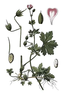 Geraniaceae Family Prints: Spreading cranesbill (Geranium divaricatum)