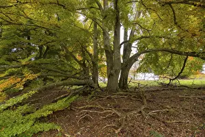 Beech Tree Germany Prints: Spreading tree with visible roots