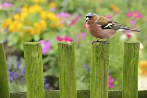 Oscine Bird Photography Prints: Spring 309