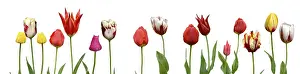 Spring Flowering Plants Prints: Spring