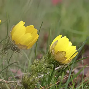 Early Blooming Flowers Prints: Spring adonis (Adonis vernalis)