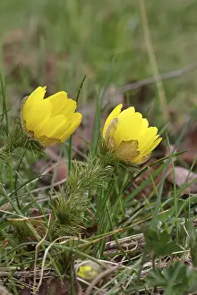 Central European Spring Blooms Prints: Spring adonis (Adonis vernalis)