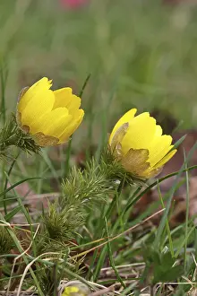 Adonis Vernalis Prints: Spring adonis (Adonis vernalis)