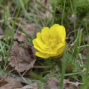 Adonis Vernalis Prints: Spring adonis (Adonis vernalis)
