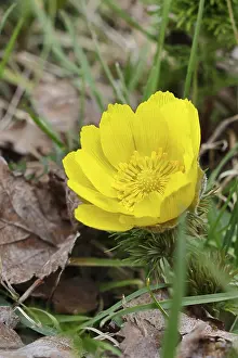 Early Bloomer Prints: Spring adonis (Adonis vernalis)
