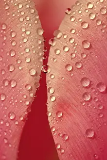 Close Up Flower Photography Prints: Spring background with flowers