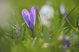 Framed Print : Spring Crocus Print