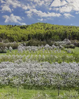 Upper Franconia Landscape Prints: Spring, cherry blossoms, fruit trees