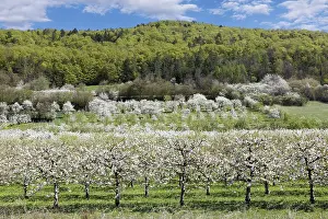 Deciduous Trees In Bloom Prints: Spring, cherry blossoms, fruit trees