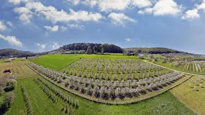 Upper Franconia Landscape Prints: Spring, cherry blossoms, fruit trees