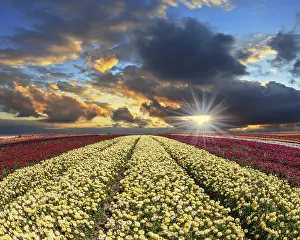 Yellow Flowers In Bloom Prints: Spring cloud illuminated by the sunset