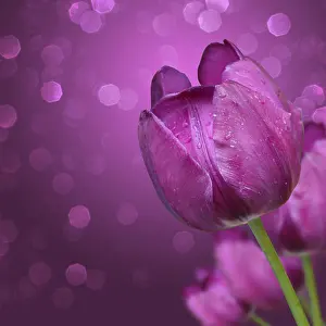 Spring Awakening Image Prints: Spring concept of the celebration