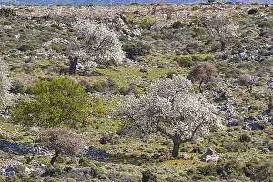 Crete Spring Prints: Spring in Crete, Flowering fruit trees