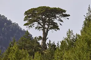 Crete Island Greece Prints: Spring in Crete, giant pine (maxilla)