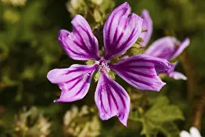 Spring In Greece Prints: Spring in Crete, macro, single flower