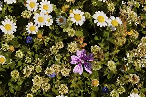 West Crete Landscape Prints: Spring in Crete, spring meadow close