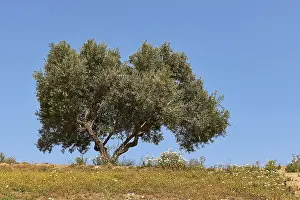 Spring In Crete Prints: Spring in Crete, Spring meadows