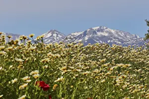 Crete Archaeological Site Prints: Spring in Crete, Spring meadows