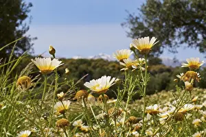 Archeological Sites Greece Prints: Spring in Crete, spring meadows