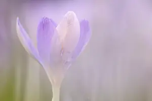 White Spring Crocus Prints: Spring Crocus (Crocus albiflorus)