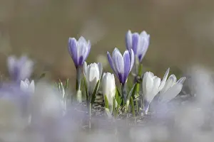 Spring Crocus Prints: Spring crocus (Crocus albiflorus)