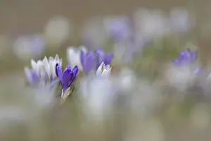Spring Crocus Prints: Spring crocus (Crocus albiflorus)