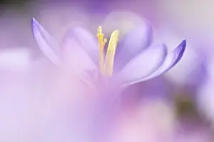 Spring Crocus Prints: Spring Crocus (Crocus vernus)