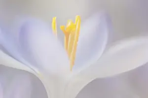 Spring Crocus Prints: Spring Crocus (Crocus vernus)