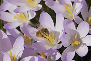 Daytime Nature Scene Prints: Spring Crocus (Crocus vernus), Bee (Apoidae)